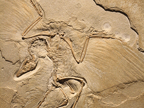 Fossilplatte des Archaeopteryx / Uwe Jelting. Creative Commons 4.0 International (CC BY 4.0)