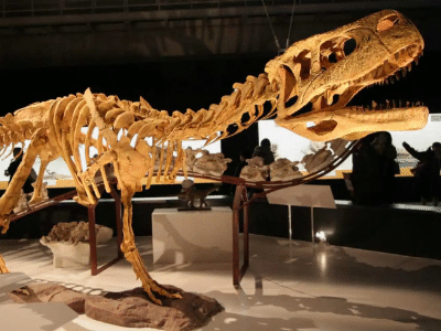 Skelett des Aucasaurus / Kabacchi. Creative Commons 2.0 Generic (CC BY 2.0)