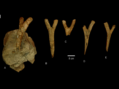 Chevronknochen des Diamantinasaurus / Hocknull et al. Creative Commons 4.0 International (CC BY 4.0)