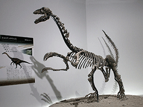 Skelett des Erliansaurus / Kabacchi. Creative Commons 2.0 Generic (CC BY 2.0)