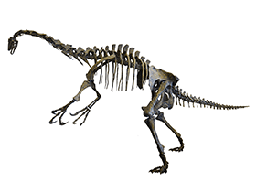 Skelett des Nothronychus / Dinodata.de. Creative Commons 4.0 International (CC BY 4.0)