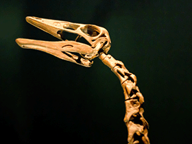 Ornithomimus / Ricky Romero. Creative Commons 2.0 Generic (CC BY 2.0)