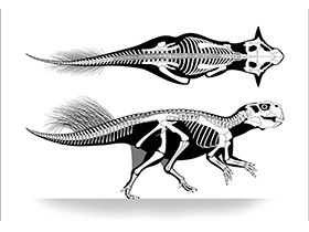 Skelettzeichnung des Psittacosaurus / Vinther et al. Creative Commons 4.0 International (CC BY 4.0)