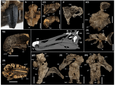 Fossilien des Riparovenator © Barker et al. Creative Commons 4.0 International (CC BY 4.0)