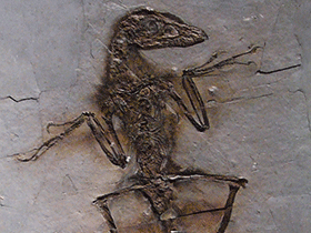 Fossil des Sinornithosaurus / © Marjorie Lipan . Creative Commons 2.0 Generic (CC BY-NC-SA 2.0)