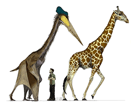 Quetzalcoatlus & Giraffe © Mark Witton. Creative Commons NonCommercial-ShareAlike 2.0 Generic (CC BY-NC-SA 2.0)