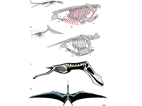Atem-Kinematik des Rhamphorhynchus / Claessens et al. Creative Commons 4.0 International (CC BY 4.0)