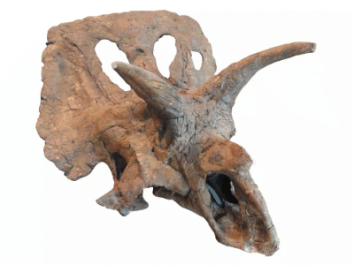 Schädel des Arrhinoceratops / Creative Commons CC0 1.0 Universal (CC0 1.0)