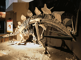Skelett des Stegosaurus / Kabacchi.Creative Commons 2.0 Generic (CC BY 2.0)