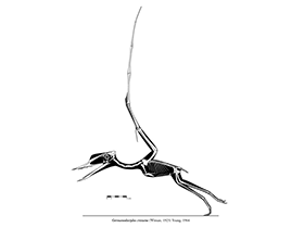 Germanodactylus / © Michael Hanson. Verwendet mit freundlicher Genehmigung des Autors.
