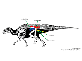 Becken eines Ornithischia / © Scott Hartman, Dinodata.de